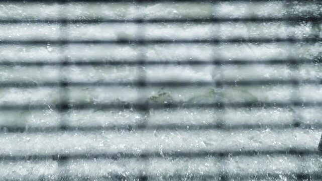 An overhead perspective of salmon leaping through grate shadows in the water. Slow motion displays the struggle of the spawning migration in the Ganaraska River.