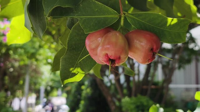 Wax jambu fruits hang beautifully on green tree branch outdoors. Close-up of ripe wax jambu shows exotic tropical harvest hidden among lush leaves, swaying gently in natural sunlight.