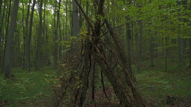 Wooden bushcraft shelter built from fallen branches in a dense green forest. Primitive teepee structure for outdoor survival and wild camping.