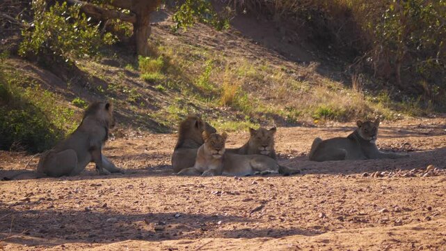 A lion pride is resting in the sand and shade of some trees of the african savannah.