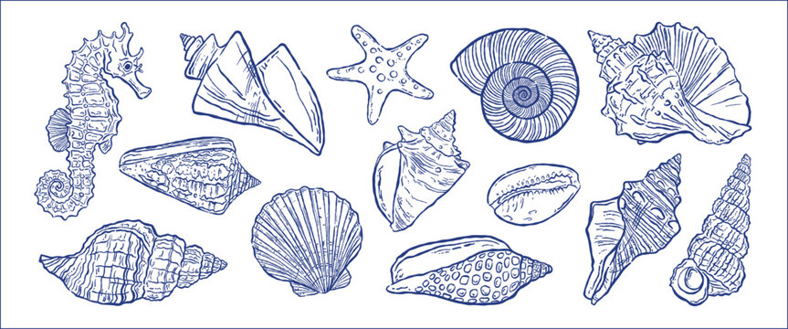 seashells ink line vector isolated bundle. mediterranean spiral shell, seahorse, starfish, amalfi, dolce vita. hand drawn editable outline doodle sketch organic naive marine trendy summer illustration