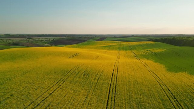 Gorgeous aerial view of a bright yellow rapeseed field with rolling green hills at sunset. Agricultural area with rape plants is blossoming in the evening light, creating a scenic landscape