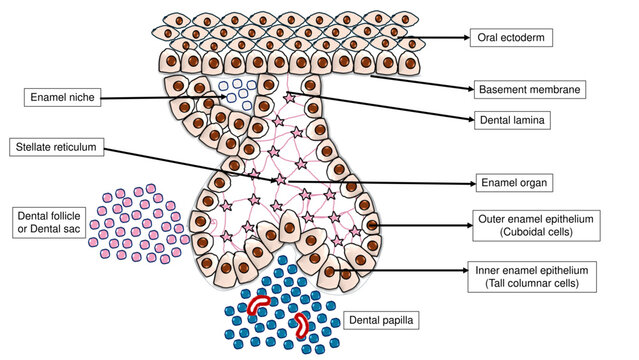 Tooth Development Cap Stage - Labelled Vector Diagram