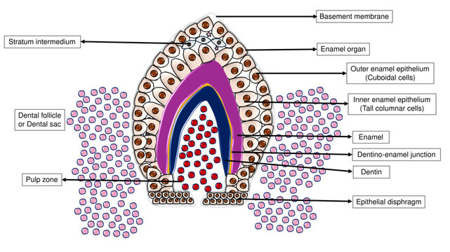 Tooth Development Late Bell Stage - Labelled Vector Diagram