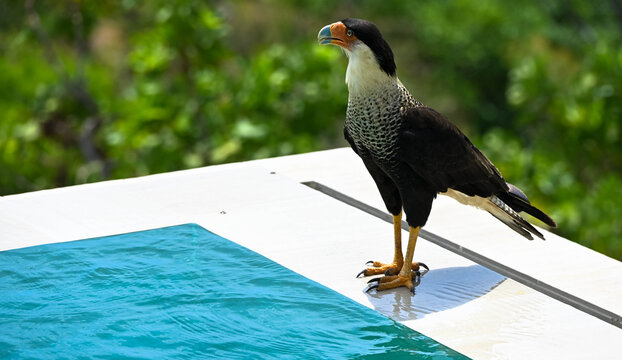 The crested caracara is a bird of prey in the falcon family. National bird of Mexico. It is known for its sharp eyesight and powerful beak. Portrait, Close up.
