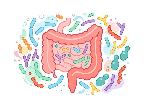Human Gut Microbiome Flat Design Vector Illustration Showing Probiotic Bacteria Types and Anatomy