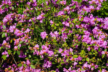 Fototapeta premium Close-up of vibrant pink rhododendron flowers in full bloom