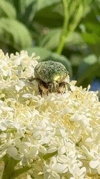 Green Beetle Feeding on Elderflower Blossoms &ndash; Sambucus nigra - Close-up video of a small flower beetle feeding on delicate elderflower blossoms in warm summer light.