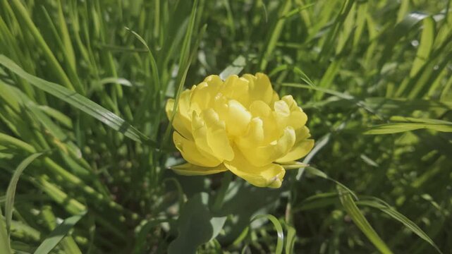 Camera moves around yellow Globeflower, Trollius europaeus growing in green grasss, close-up