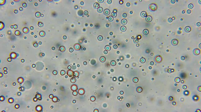 Microscopic Examination of Coffee Bean Extract Particles Suspended in Liquid Solution Reveals Numerous Spherical Droplets at High Magnification. Iridescent Rainbow Rings Dance Across a Hazy Gray Field
