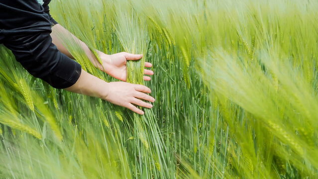 Hands holding green wheat ears in sustainable farming landscape