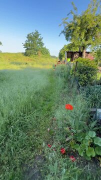 Wildlife-Friendly Garden in a Residential Area &ndash; A Path for People and Nature - A wildlife-friendly garden surrounded by tidy neighborhood gardens. Tall grass, blooming poppies and a mowed path demons