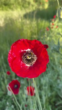 Busy Bumblebee Inside Blooming Red Corn Poppy - Vertical close-up video of a bumblebee moving through the center of a blooming red corn poppy (Papaver rhoeas) while collecting pollen in natural summer