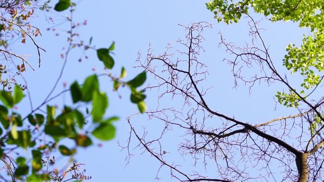 A video view from the bottom up of the tree canopy with a rotating camera, where the trees rotate in a clockwise circle. Focus from the foreground to the topmost branches, Slowed down