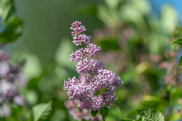 Obraz premium Radiant morning light accentuates delicate violet flower cluster beautifully. Warm light of dawn emphasizes soft lavender tones on lush plant branches attracting insects