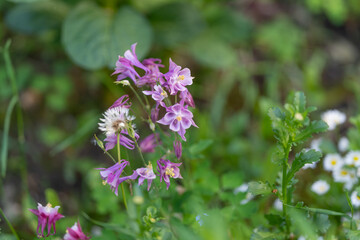 Fototapeta premium Vibrant magenta spike standing among white wildflowers and tiny daisies, textured foliage and woodland edge create rustic summer contrast with pollinator appeal