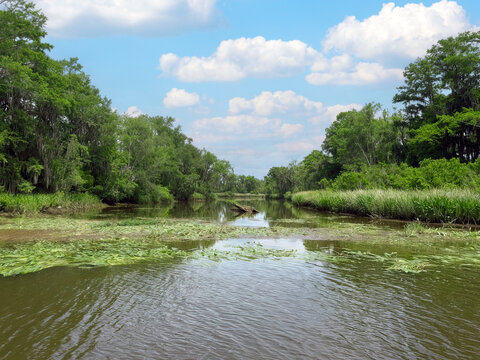 Beautiful swampland river scene in the summer