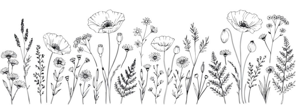 Wildflower and grass border with poppies and ferns in a delicate line drawing style Isolated on white background
