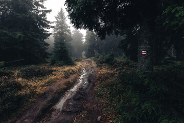 Fototapeta premium Wet dirt path after rain winding through a lush green forest