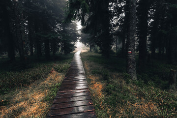 Empty hiking trail entering a deep, dark coniferous forest © Jan