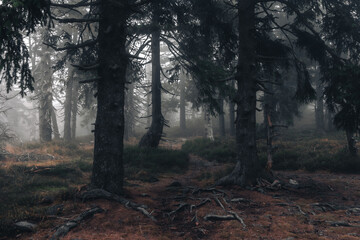Spooky dark coniferous forest shrouded in dense white mist © Jan