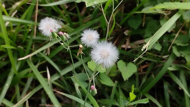 Sky Mustard or Little Ironweed (Cyanthillium cinereum) blooms in the wild with purple flowers. Traditionally, this herb has been used to treat external wounds, inflammation, and reduce fever