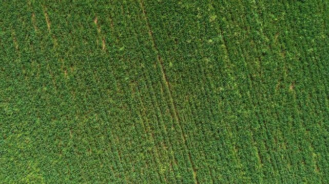 Wheat field rippling under wind movement across fertile agricultural landscape. Healthy crop conditions reflecting productive farming, seasonal grain development, sustainable food production. Natural