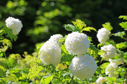 Viburnum opulus roseum, common snowball