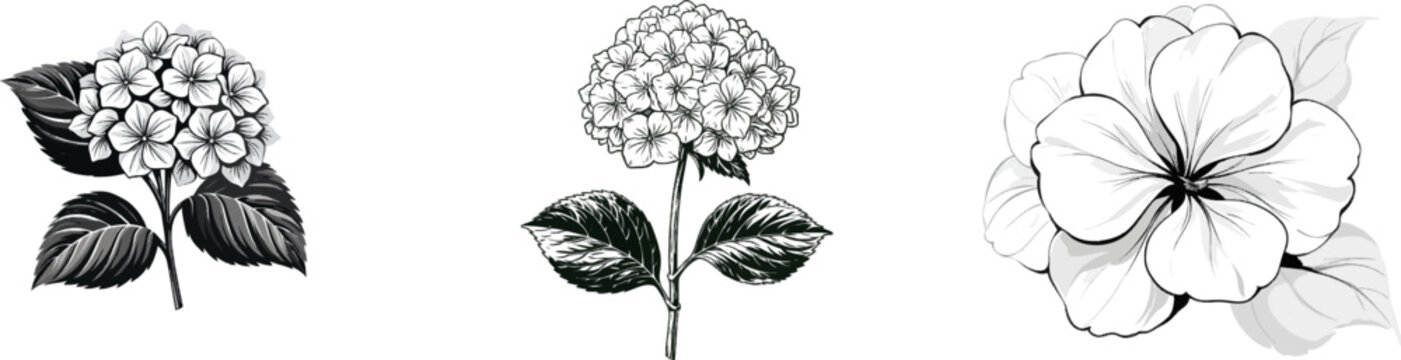 A minimalist botanical illustration of a hydrangea flower head, rendered in clean black line art with crisp lines and stark white background, showcasing detailed petals and leaves against a clean,