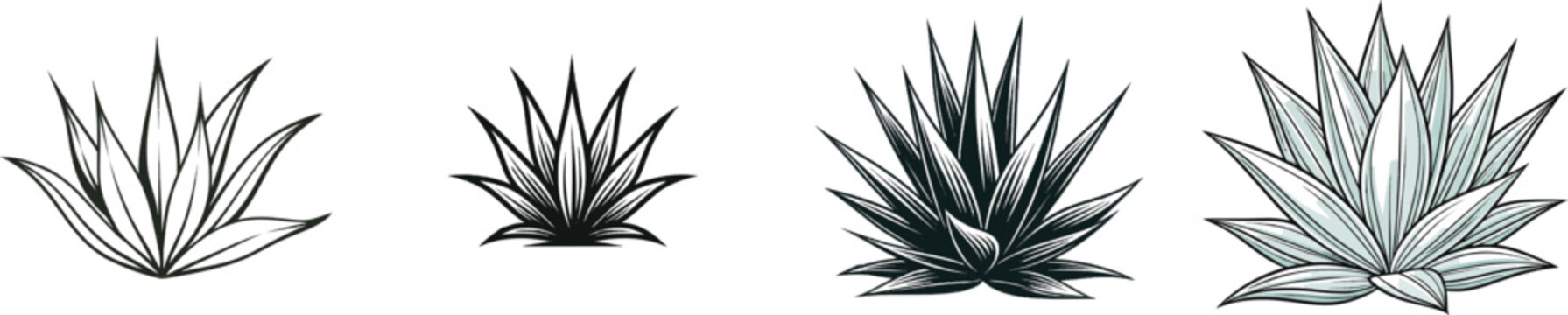A detailed botanical illustration of an Agave plant in a minimalist engraving style with crisp black lines on a stark white background