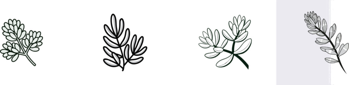 Burros Tail succulent botanical illustration in elegant fine line art with minimalist black ink on crisp pure white background, ideal for clean vector tracing