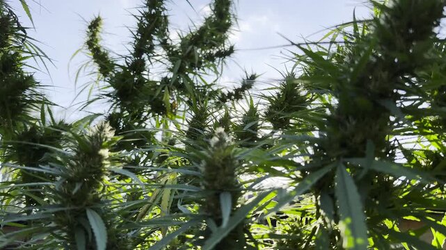 Lush cannabis plants illuminated by warm sunlight at background. Green leaves highlighted by natural backlight creating vibrant summer atmosphere. Image represents botanical growth and cultivation