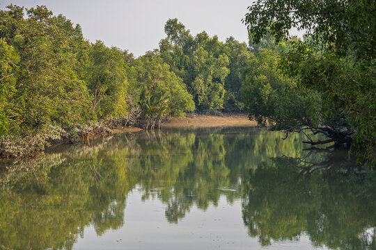 Scenic late afternoon landscape view of mangrove forest with reflection in water in Sundarbans national park, UNESCO World Heritage, Mongla, Bangladesh