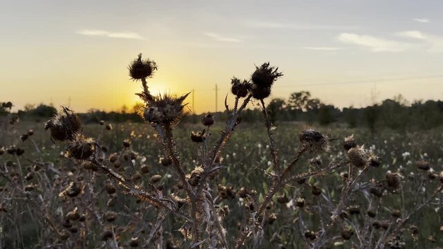 Close up view of dry spiky plants with beautiful sunset at background. Warm morning light illuminates withered stems creating calm and natural scene. The scene captures quiet and solitude