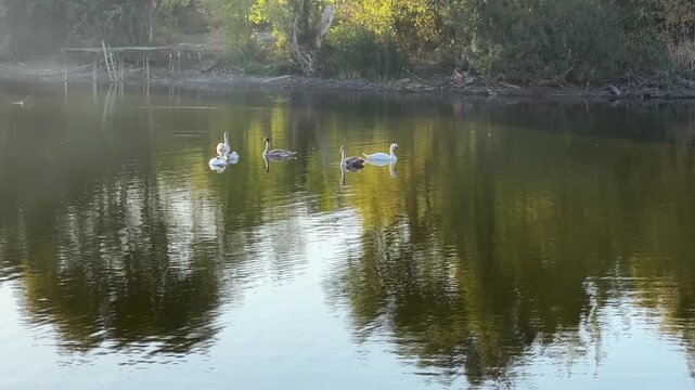 Beautiful swans floating at lake on summer day. Golden light reflects from water surface creating soft shimmering highlights around birds. The scene conveys serenity and peaceful beauty of nature