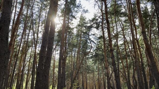 View to tree tops of a pine forest at sunny summer day. Golden rays highlight the vibrant green canopy creating a serene and peaceful scene that conveys the beauty and tranquility of woodland