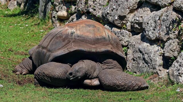 The Aldabra giant tortoise (Aldabrachelys gigantea) on Curieuse island (the site of a successful wild tortoise conservation program) of Praslin island in the Seychelles
