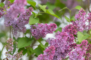 Obraz premium Lilac bloom scene. Rustic garden with blooming lilacs. Sunlit leaves and buzzing bees around lilacs. Vibrant lilac branch thriving amidst sunlit garden setting with bees
