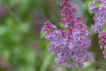 Obraz premium Purple bloom found. Discovering violet cluster within natural leafy environment. Exploring wild garden setting with purple flowers amongst green foliage and sunlight