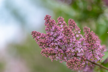 Obraz premium Fragrant lilac clusters inspire delicate scent notes, close visual of tiny flowers suggesting olfactory richness, perfumer sketching accord ideas for new fragrance