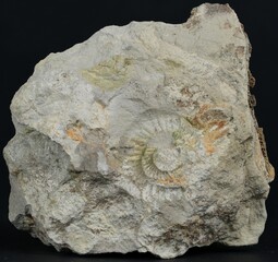 fossil of a stone © Mariusz