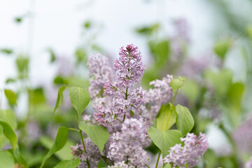 Fototapeta premium Pastoral garden charm. Charming rural scene with fragrant lilacs and aged timber. Idyllic countryside setting featuring soft pastel flowers and nostalgic summer ambiance