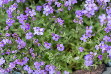 Obraz premium Colorful floral design. Vivid purple blossoms create woven garden pattern aesthetic. Intricate mosaic inspired design featuring small purple flowers and textured leafy elements