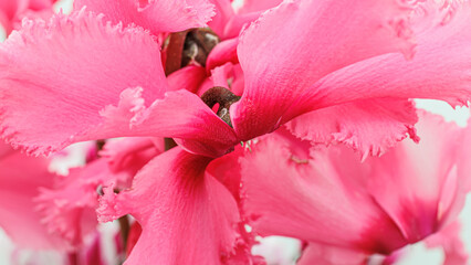 Bright pink flowers in a close-up view showing details of petals and structure during daylight in a garden setting © Fleuronica