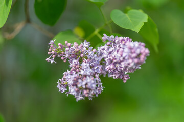 Fototapeta premium Springtime blossoms create romantic ambiance. Aromatic lilac blooms enhance springtime scenery. Fragrant purple lilacs paired with heartshaped foliage evoke romantic spring mood