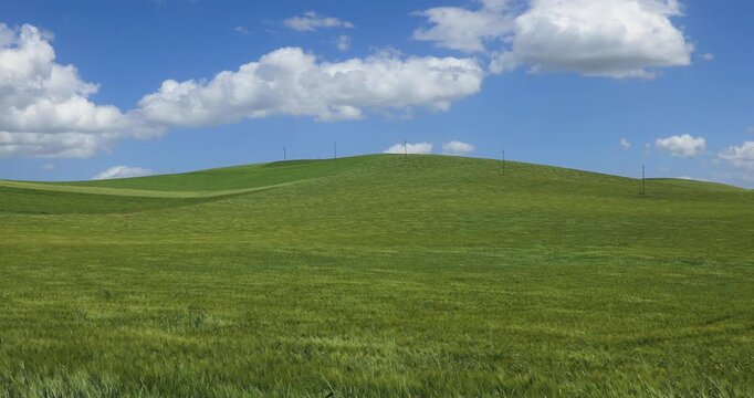 Hilly landscape with green fields of unripe wheat on a windy day in Apulia, southern Italy.	