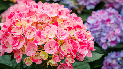 Fototapeta premium Bright and colorful hydrangea flowers bloom in a garden during spring season in full sunlight stunning nature lovers