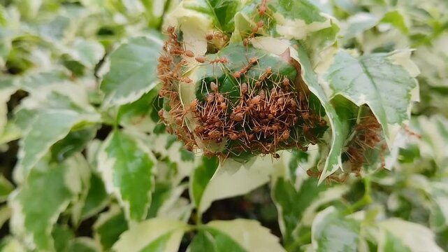 Weaver ants (Oecophylla smaragdina) building a nest on leaves