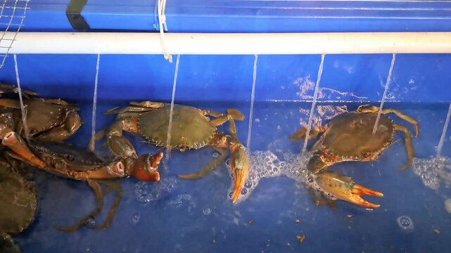 Live crabs and lobsters in a restaurant's fresh seawater tank with active air aerator bubbles. Close-up of premium live seafood in a holding pond, showcasing freshness and quality before cooking. Idea
