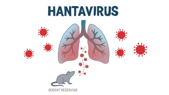 Hanta Virus Pulmonary Syndrome Illustration with Rodent Host